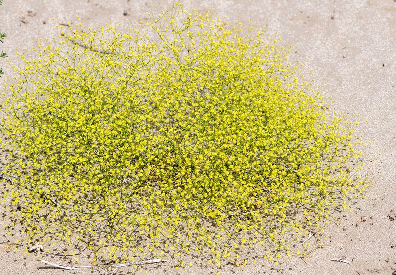 Western Mojave Buckwheat photo 4
