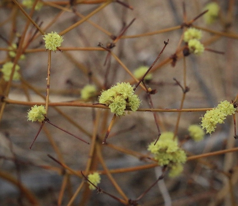 Western Mojave Buckwheat photo 5