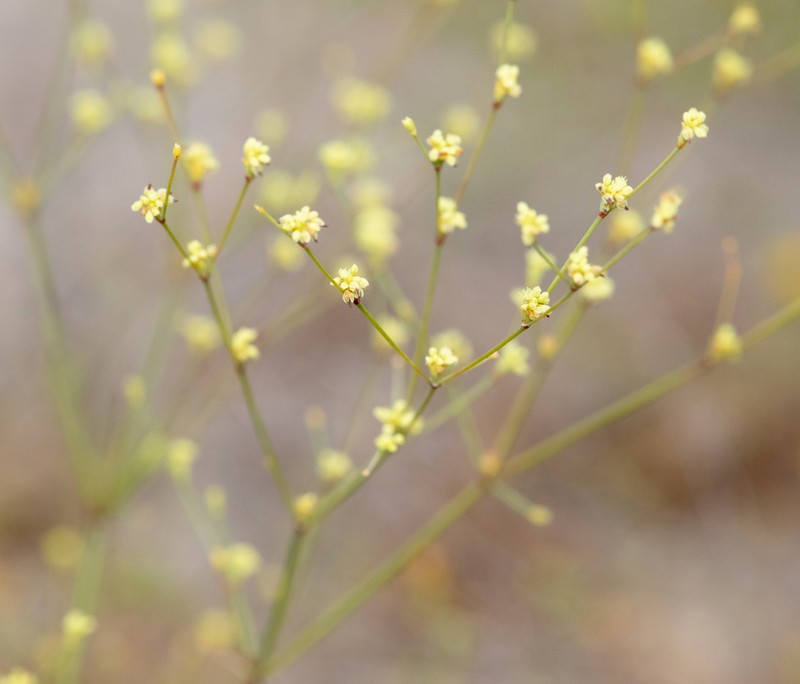 Western Mojave Buckwheat photo 6