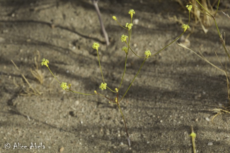 Western Mojave Buckwheat photo 7