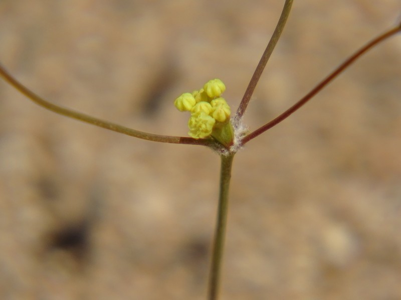 Western Mojave Buckwheat photo 8