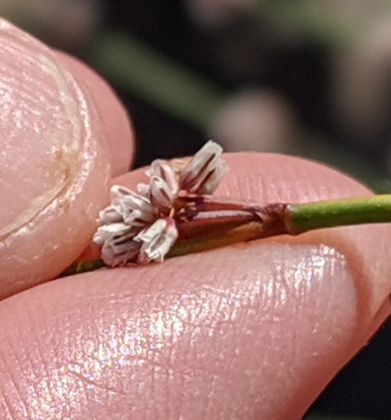 Pineland Buckwheat
