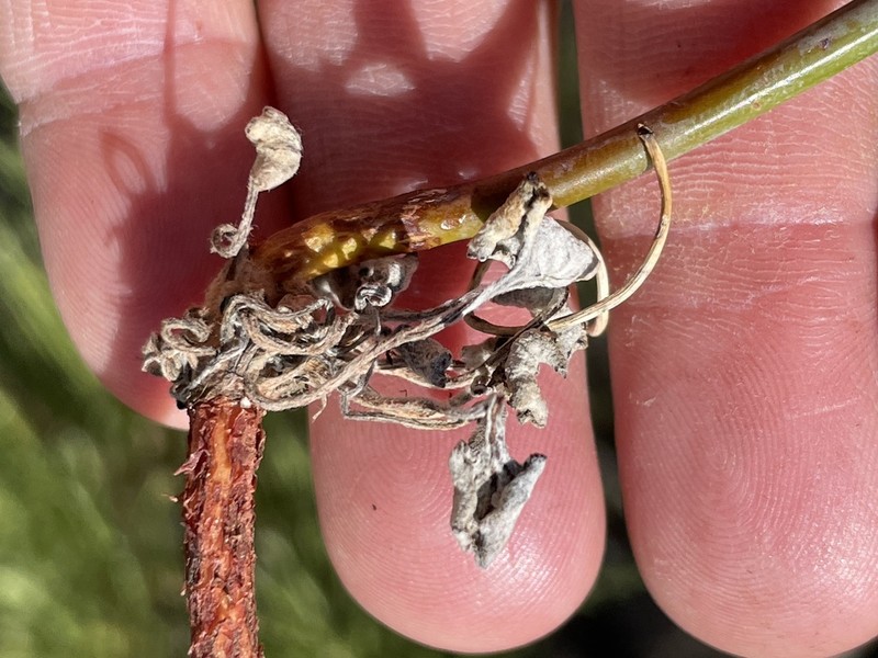 Pineland Buckwheat photo 2