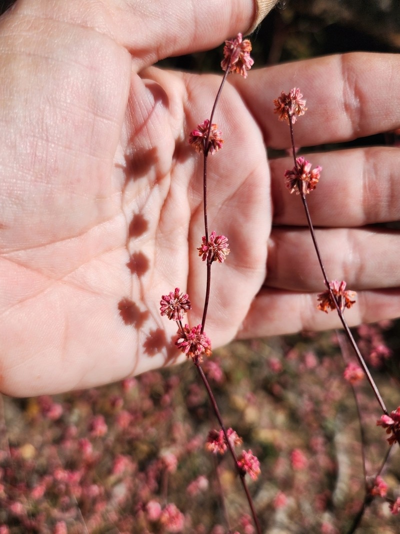 Pineland Buckwheat photo 3