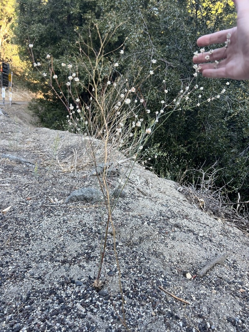 Pineland Buckwheat photo 4