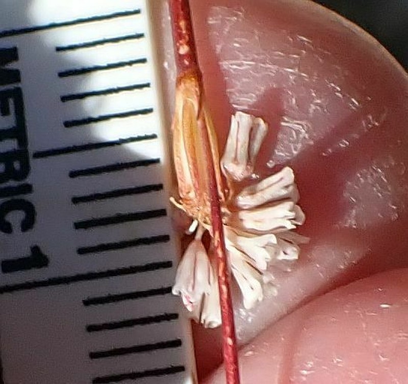 Pineland Buckwheat photo 5