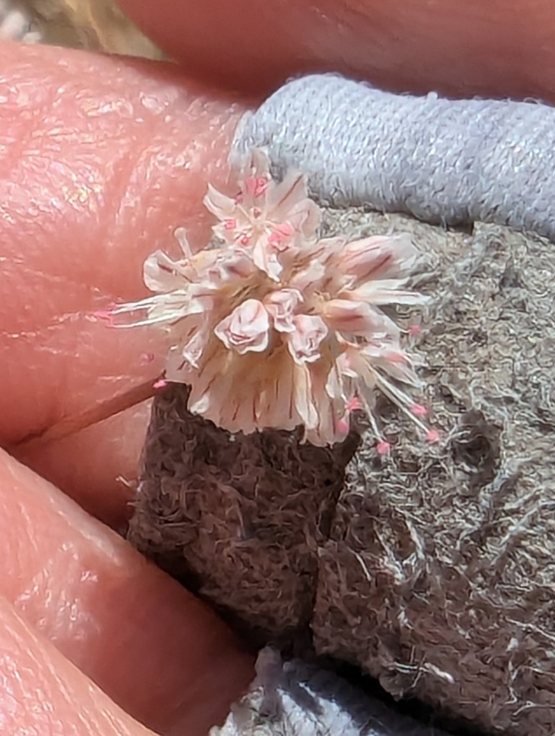 Pineland Buckwheat photo 6