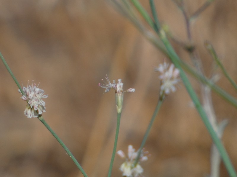 Pineland Buckwheat photo 7