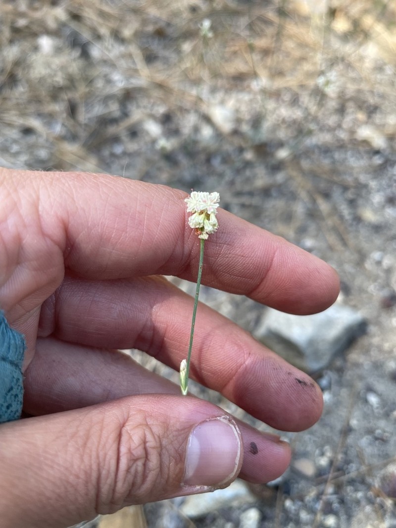 Pineland Buckwheat photo 8