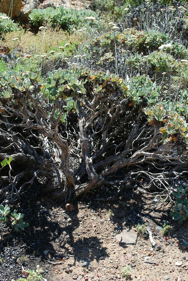 Eriogonum molle photo 2