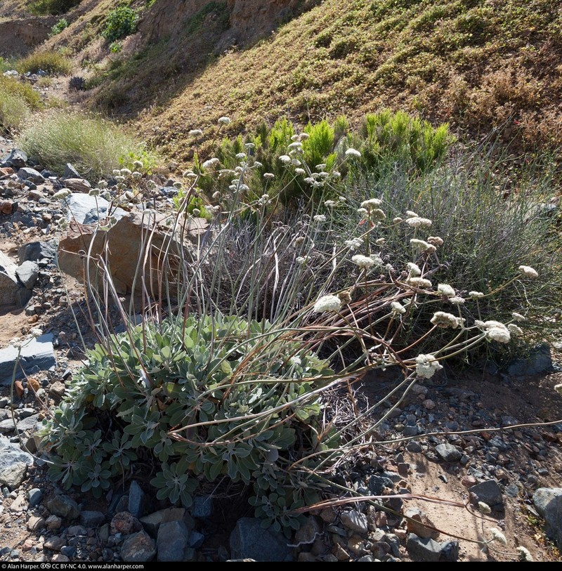 Eriogonum molle photo 3