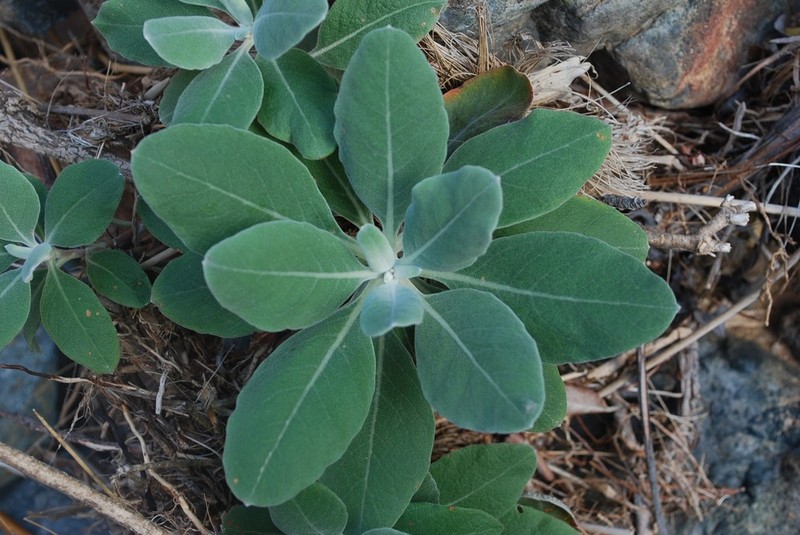 Eriogonum molle photo 4