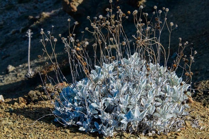 Eriogonum molle photo 6