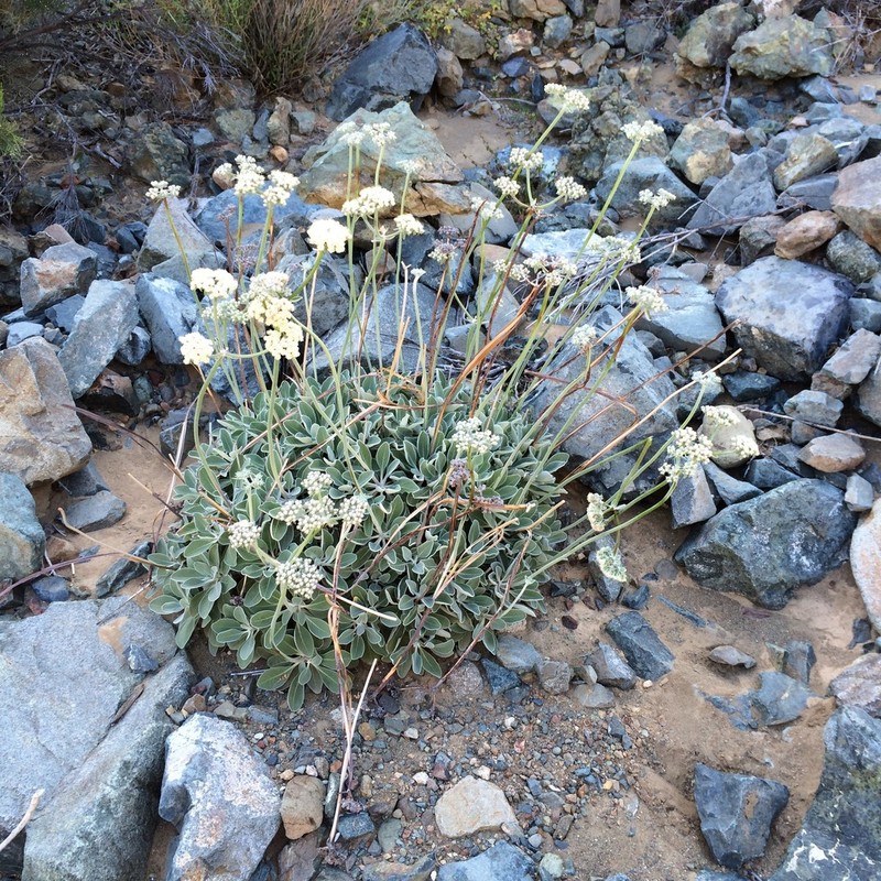 Eriogonum molle photo 7
