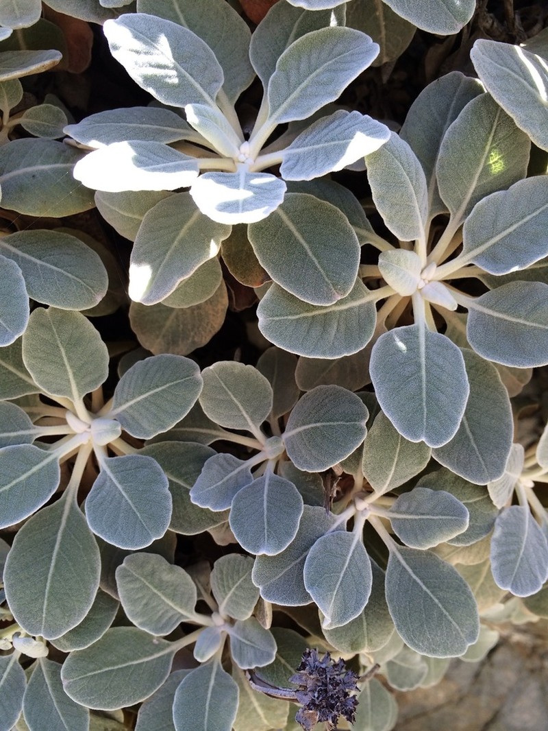 Eriogonum molle photo 8