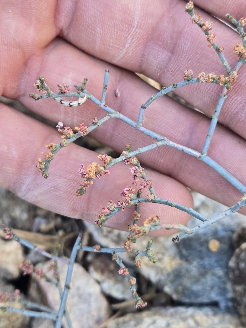 Eriogonum moranii
