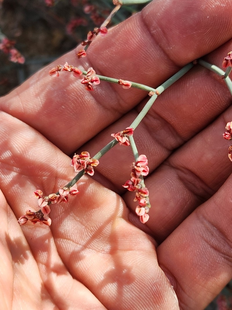 Eriogonum moranii photo 2