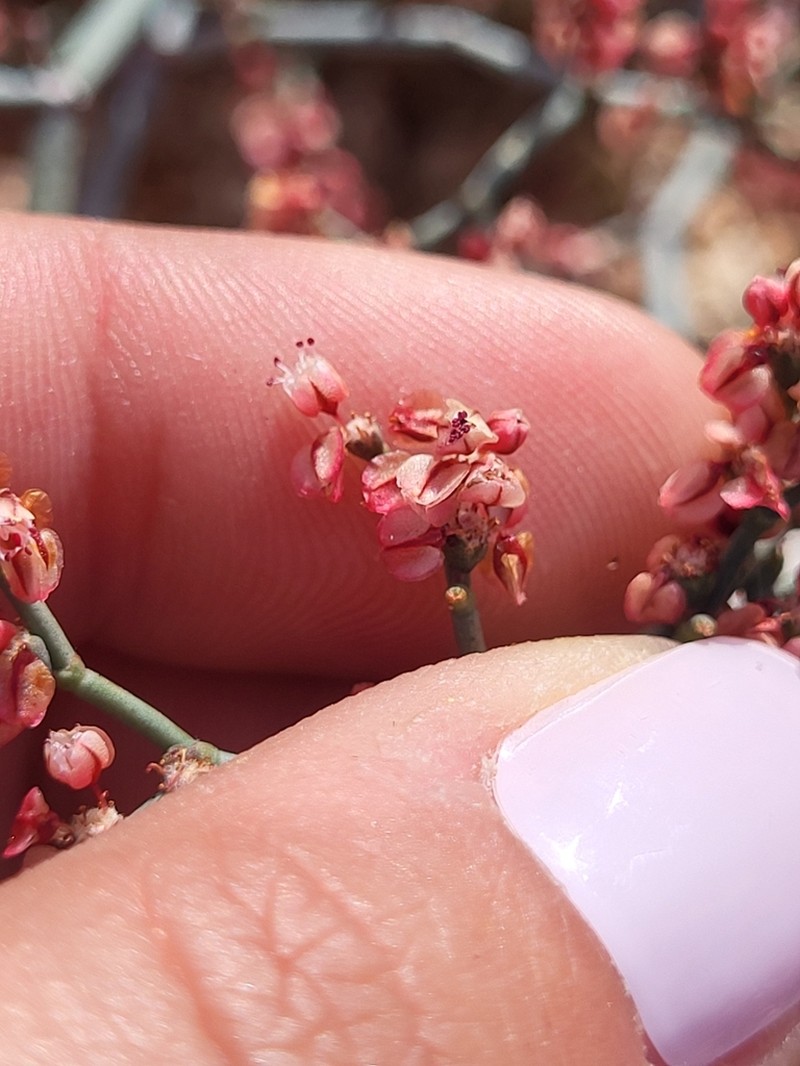 Eriogonum moranii photo 3