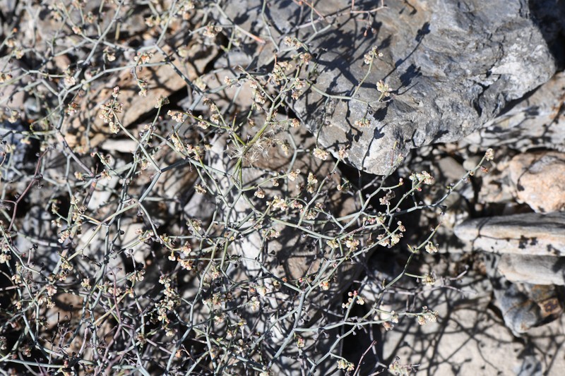 Eriogonum moranii photo 4