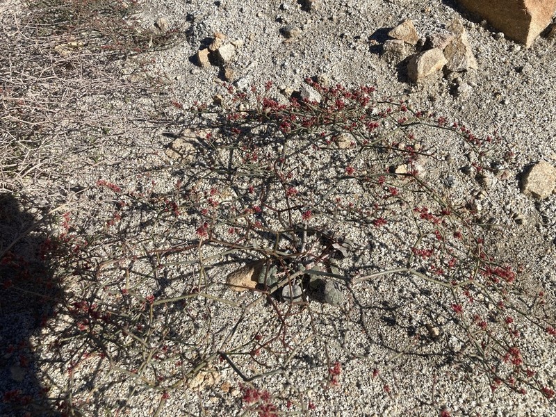 Eriogonum moranii photo 5