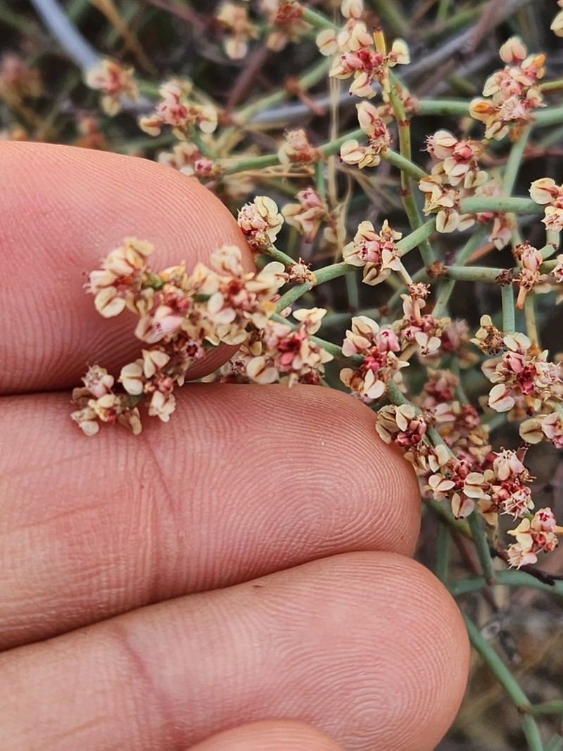 Eriogonum moranii photo 6