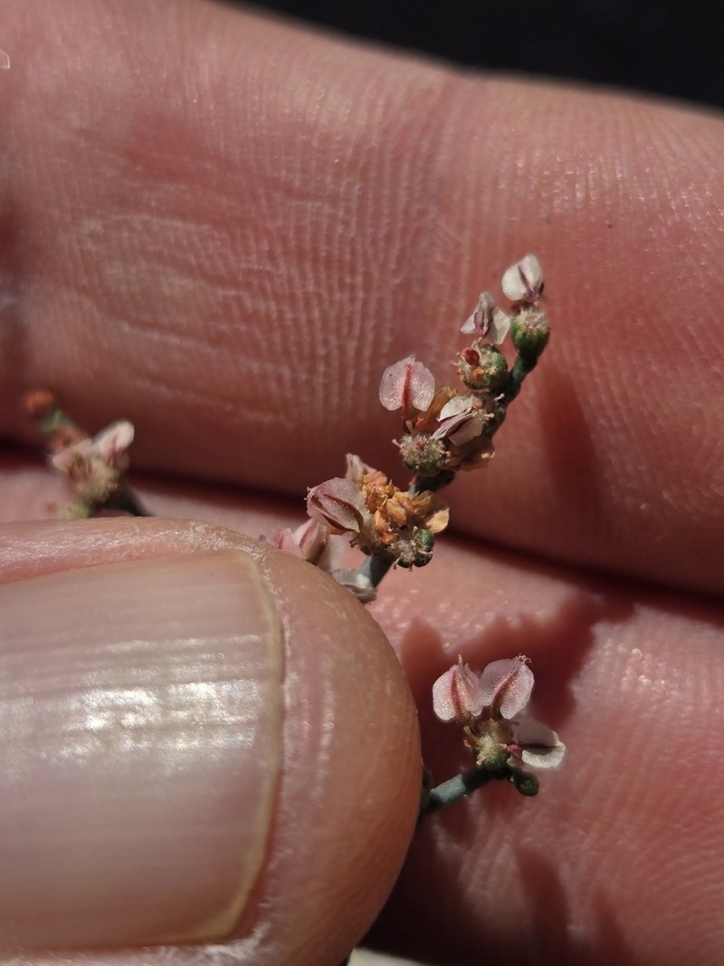 Eriogonum moranii photo 7