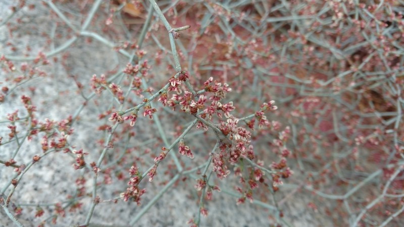 Eriogonum moranii photo 8