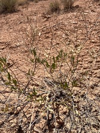 Fredonia Buckwheat
