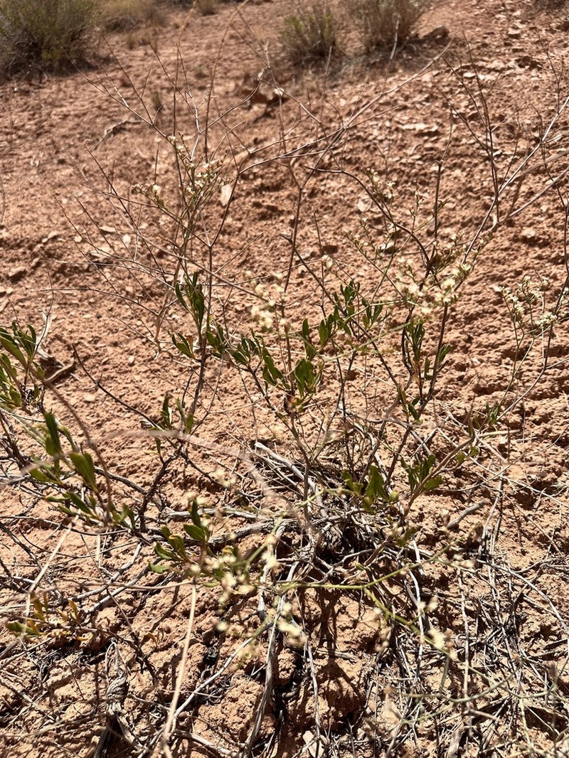 Fredonia Buckwheat