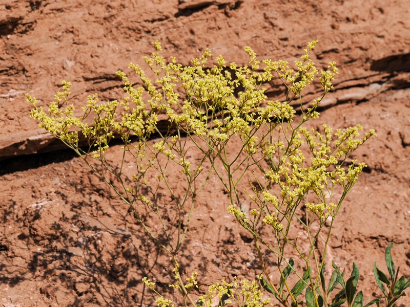 Fredonia Buckwheat photo 3