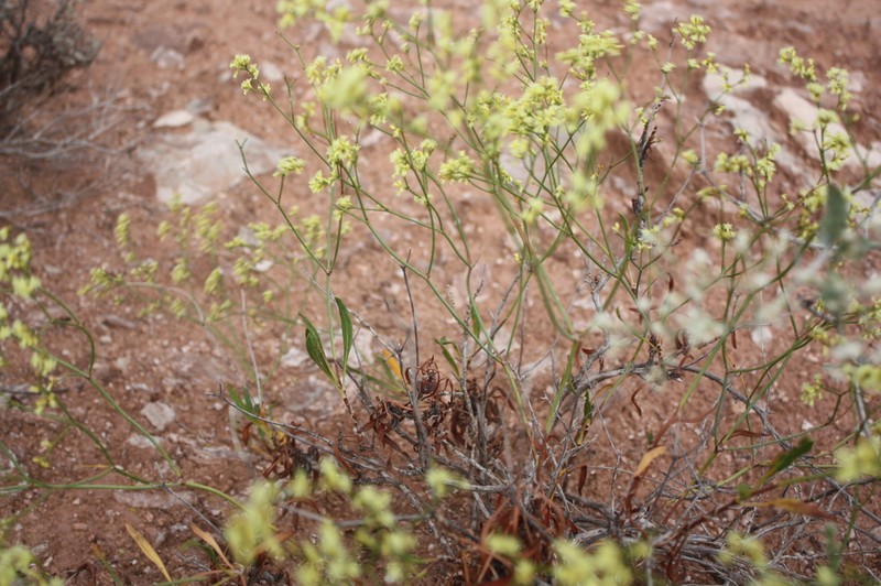 Fredonia Buckwheat photo 4