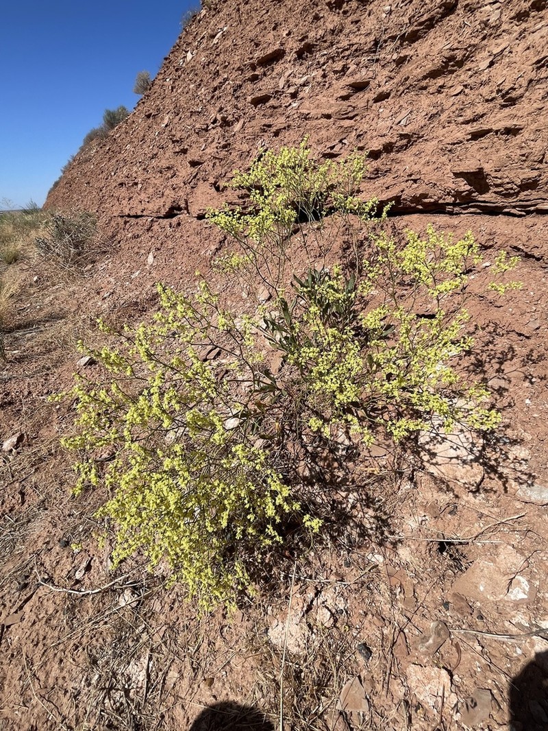 Fredonia Buckwheat photo 5