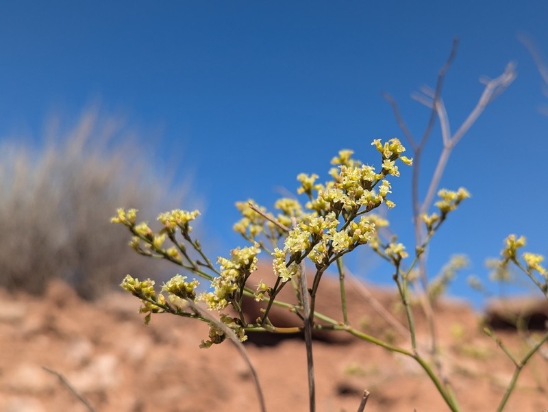 Fredonia Buckwheat photo 6