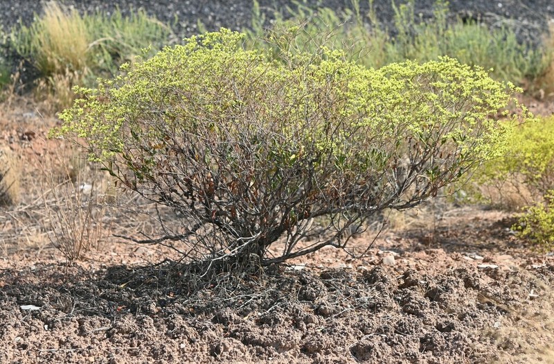 Fredonia Buckwheat photo 7