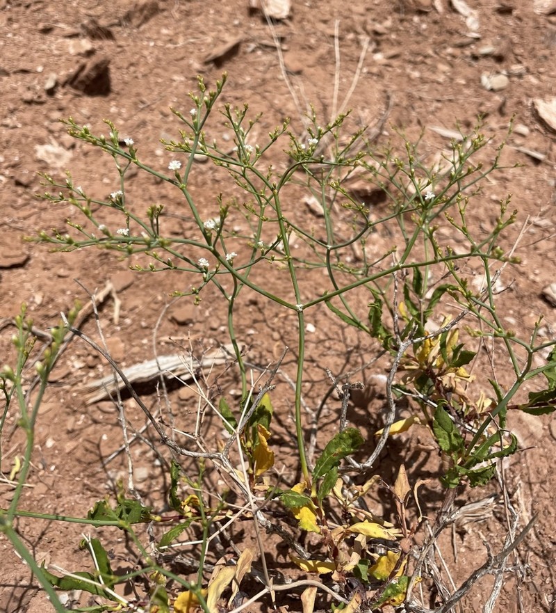 Fredonia Buckwheat photo 8