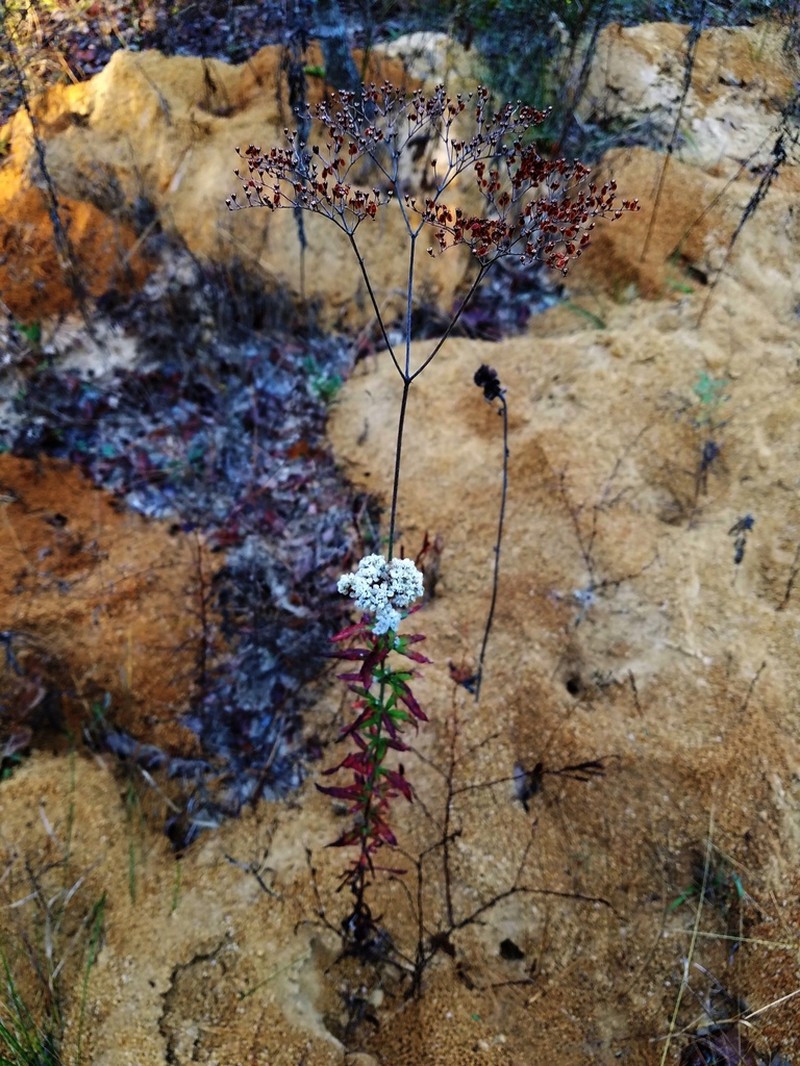 Heartsepal Buckwheat
