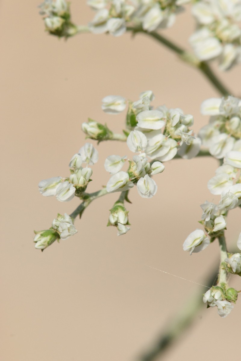 Heartsepal Buckwheat photo 2