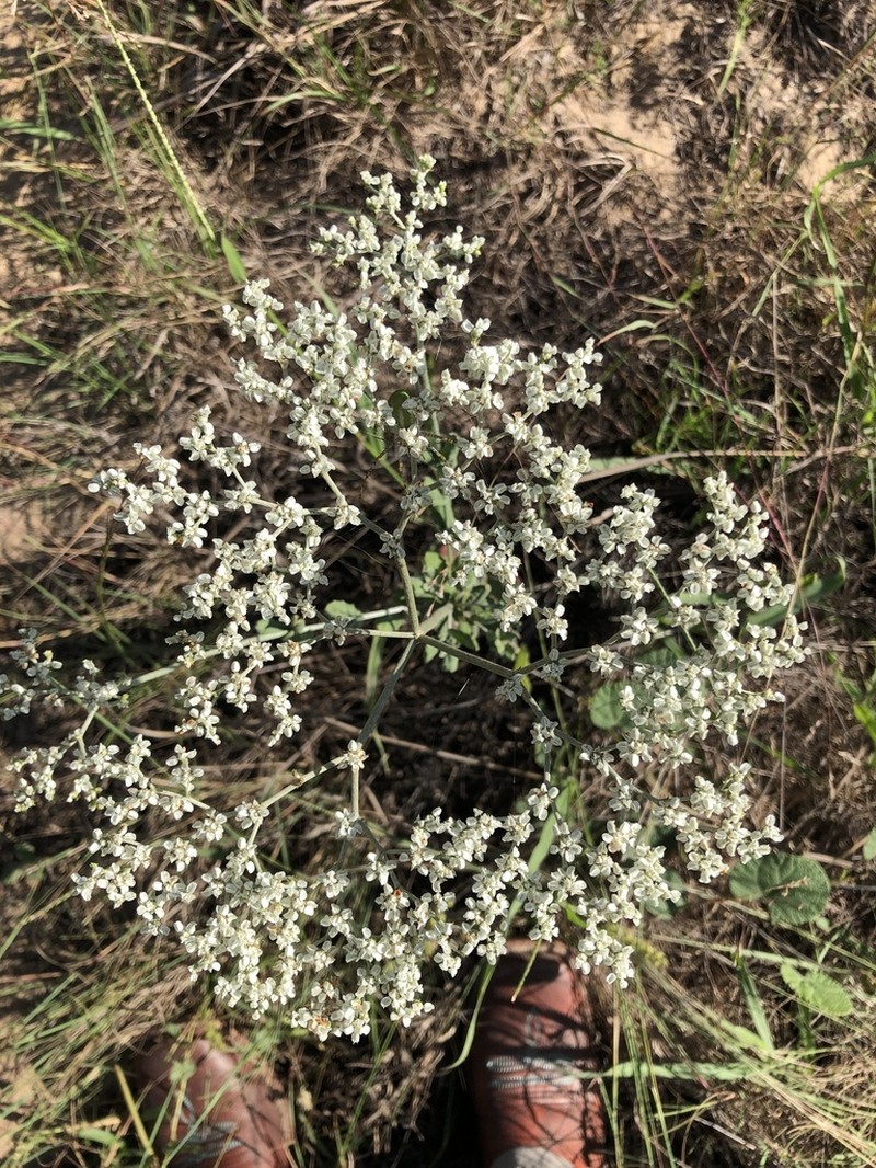 Heartsepal Buckwheat photo 3