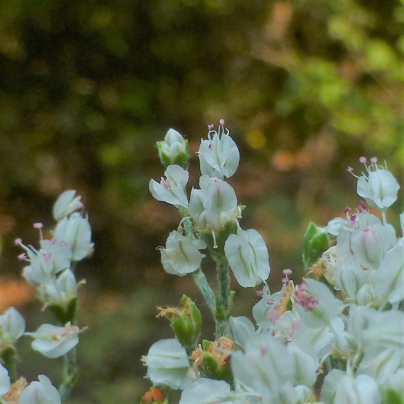 Heartsepal Buckwheat photo 4