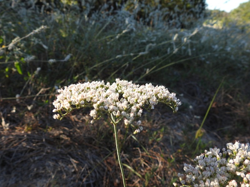 Heartsepal Buckwheat photo 5