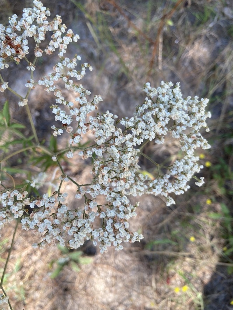 Heartsepal Buckwheat photo 6