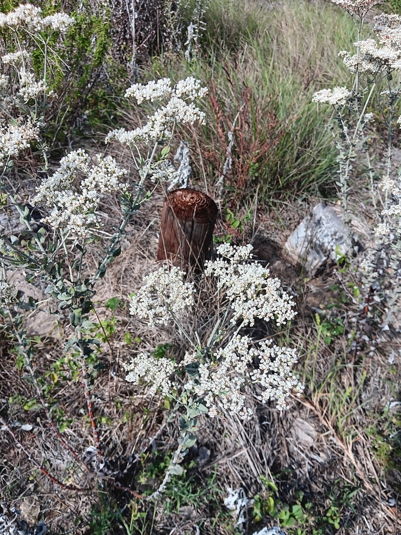 Heartsepal Buckwheat photo 7