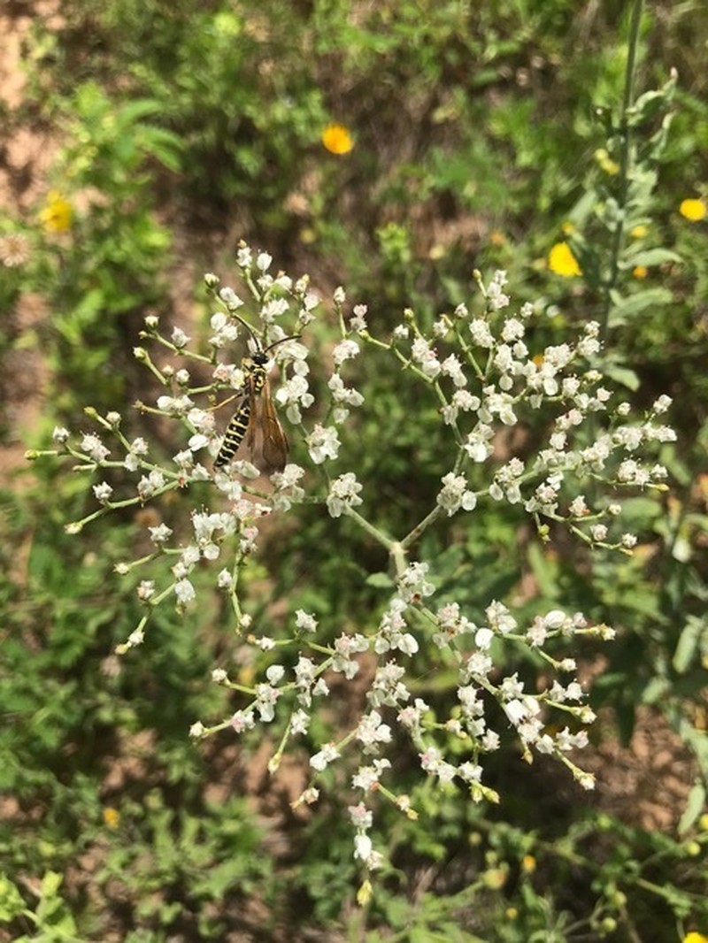 Heartsepal Buckwheat photo 8