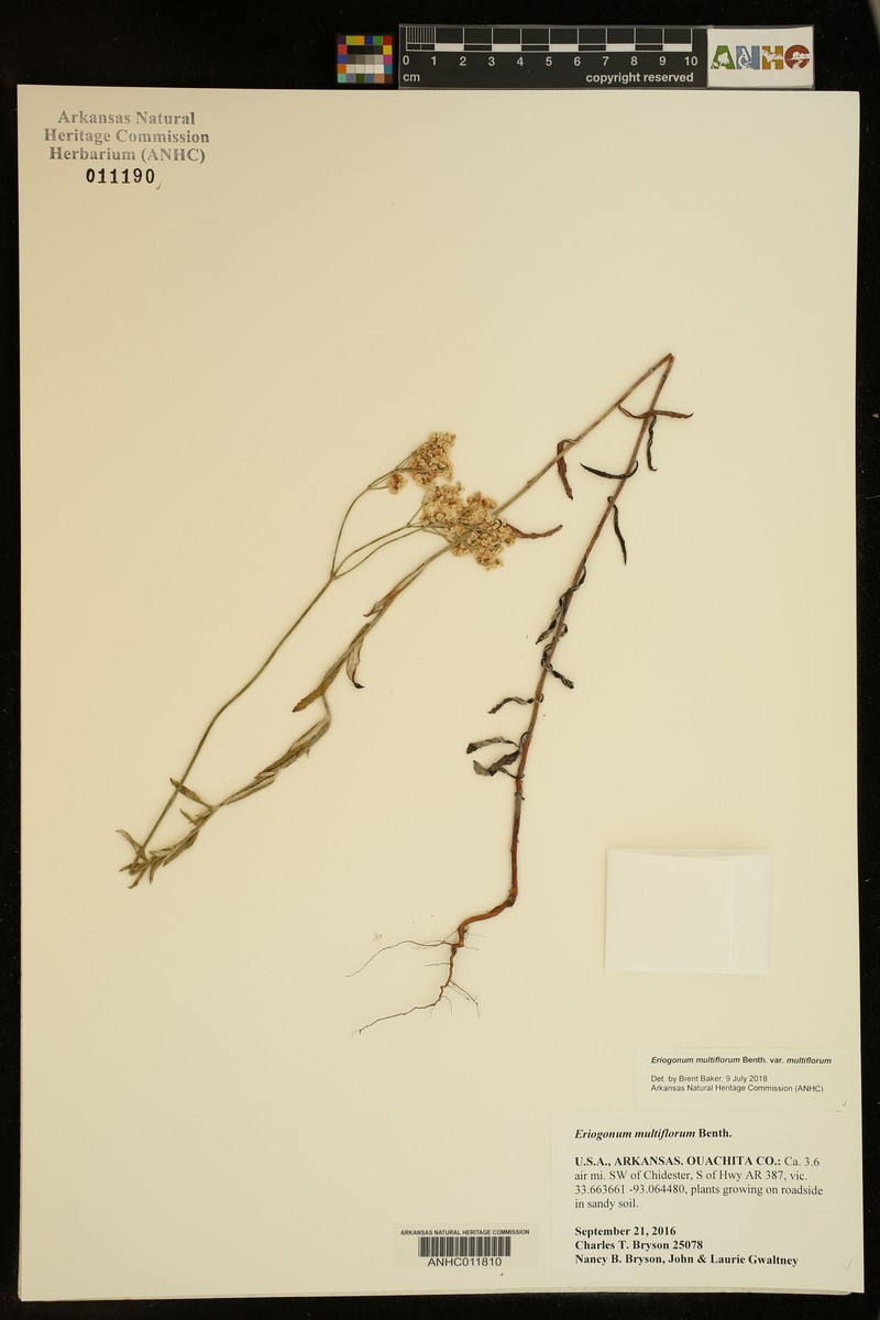 Eriogonum multiflorum var. multiflorum photo 2