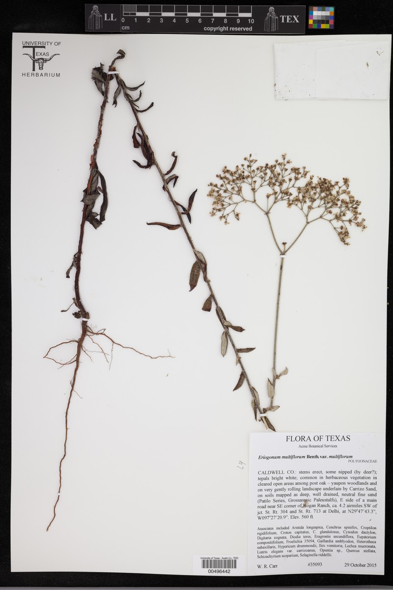 Eriogonum multiflorum var. multiflorum photo 3