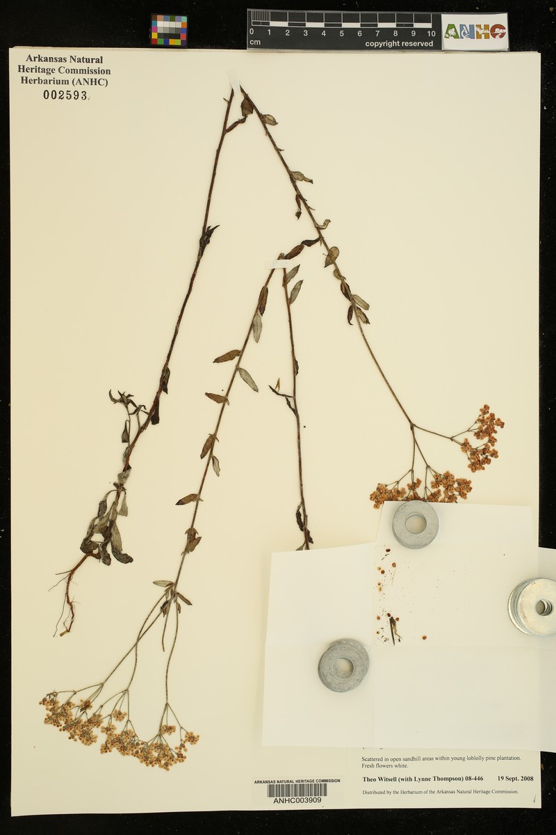 Eriogonum multiflorum var. multiflorum photo 4