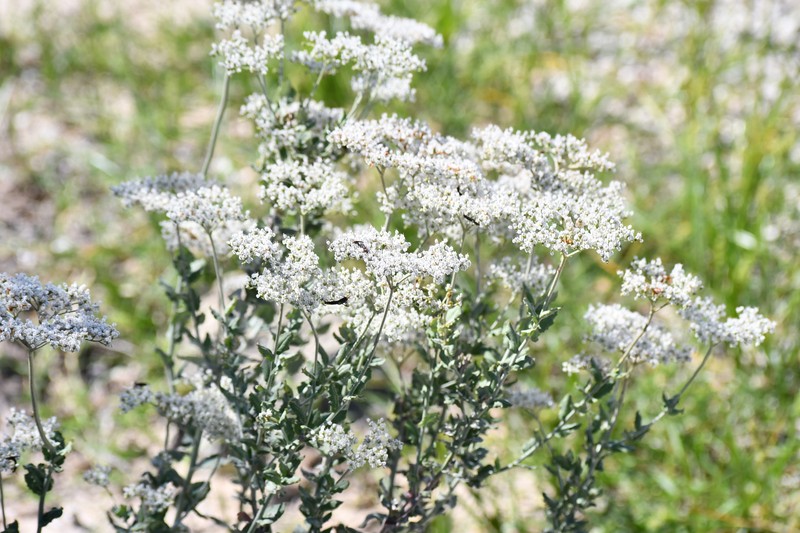 Eriogonum multiflorum var. riograndis photo 4