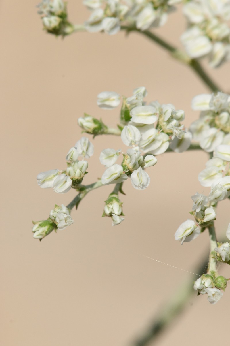 Eriogonum multiflorum var. riograndis