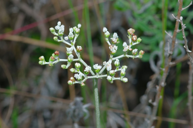 Eriogonum multiflorum var. riograndis photo 2