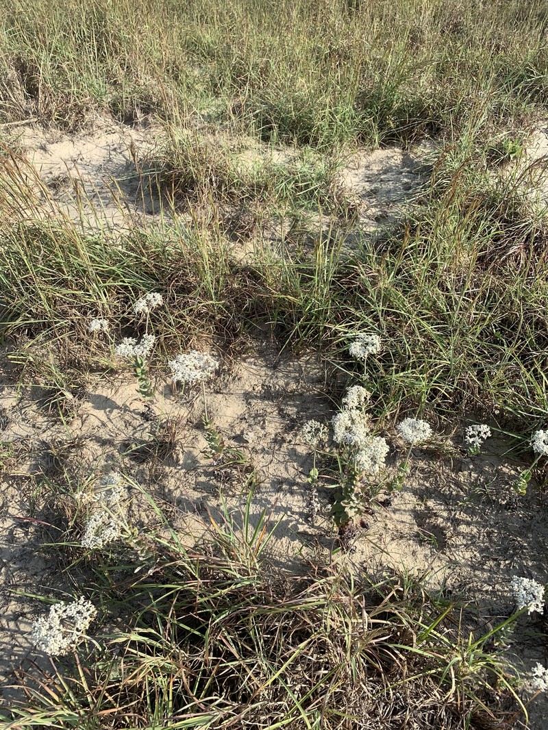 Eriogonum multiflorum var. riograndis photo 3